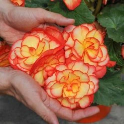 Begonia 'Majestic Mixed' -Garden Supplies Sale BEGO T67458 C