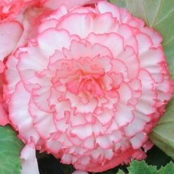 Begonia 'Majestic Mixed' -Garden Supplies Sale BEGO T67458 D