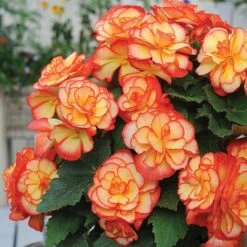 Begonia 'Majestic Mixed' -Garden Supplies Sale BEGO T67458 E