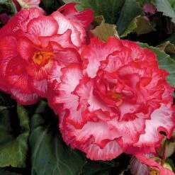 Begonia 'Majestic Mixed' -Garden Supplies Sale BEGO T67458 F