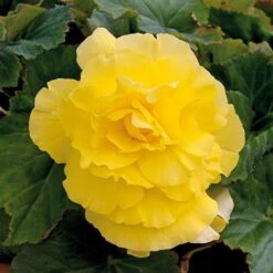 Begonia 'Majestic Mixed' -Garden Supplies Sale BEGO T67458 G