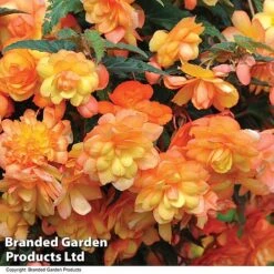 Summer Plant & Seed Collection -Garden Supplies Sale BEGO APRISHADE T110081