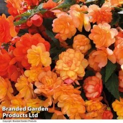 Summer Plant Collection -Garden Supplies Sale BEGO APRISHADE T16296