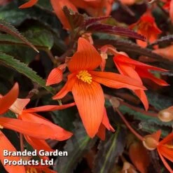 Begonia 'Bossa Nova Night Fever Papaya' -Garden Supplies Sale BEGO NIGHTFEVE S39358