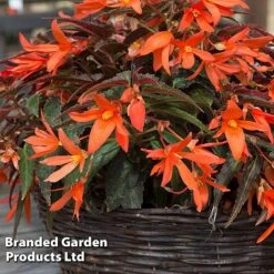 Begonia 'Bossa Nova Night Fever Papaya' -Garden Supplies Sale BEGO NIGHTFEVE S39360