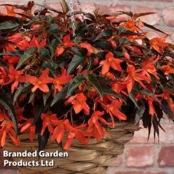 Begonia 'Bossa Nova Night Fever Papaya' -Garden Supplies Sale BEGO NIGHTFEVE S39362
