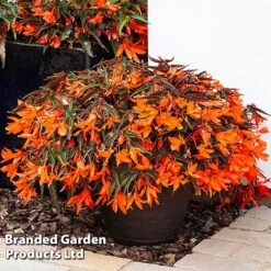Begonia 'Bossa Nova Night Fever Papaya' -Garden Supplies Sale BEGO NIGHTFEVE S39363