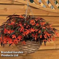 Begonia 'Bossa Nova Night Fever Papaya' -Garden Supplies Sale BEGO NIGHTFEVE S39366