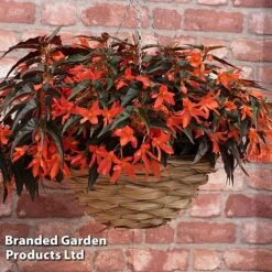 Begonia 'Bossa Nova Night Fever Papaya' -Garden Supplies Sale BEGO NIGHTFEVE S39368