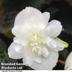 Begonia 'Nonstop Joy Mix' 10 Begonia 'Nonstop Joy Mix' -Garden Supplies Sale BEGO NONSTMOCW T04244a