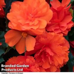 Begonia 'Nonstop Joy Mix' 11 Begonia 'Nonstop Joy Mix' -Garden Supplies Sale BEGO NONSTORAN T33810a