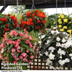 Begonia 'Nonstop Joy Mix' 9 Begonia 'Nonstop Joy Mix' -Garden Supplies Sale BEGO NONSTPJOY T33061a