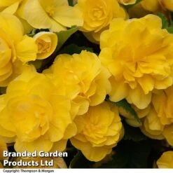 Begonia 'Nonstop Joy Mix' 12 Begonia 'Nonstop Joy Mix' -Garden Supplies Sale BEGO NONSTYELL T33813a