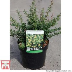 Berberis Buxifolia 'Nana' -Garden Supplies Sale BERB T58097 C