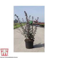 Berberis X Ottawensis F. Purpurea 'Superba' -Garden Supplies Sale BERB T66062 C
