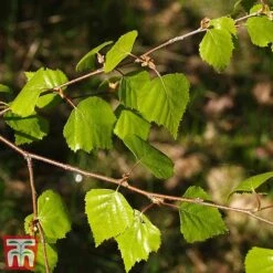 Silver Birch (Hedging) -Garden Supplies Sale BETU T70348 B