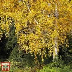 Silver Birch (Hedging)