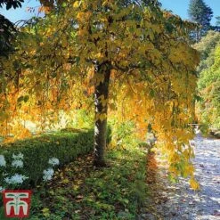 Silver Birch (Hedging) -Garden Supplies Sale BETU T70348 E