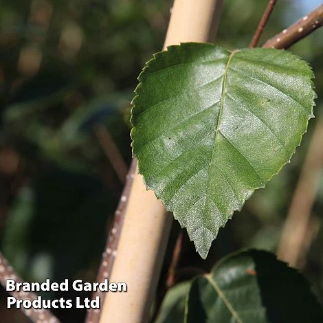 Betula Utilis 'Jacquemontii' 3 Betula Utilis 'Jacquemontii' - Image 3