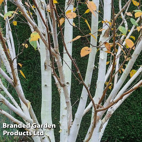 Betula Utilis 'Jacquemontii' 1 Betula Utilis 'Jacquemontii'