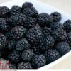 Blackberry 'Reuben'