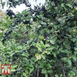 Blackthorn (Hedging) -Garden Supplies Sale BLAC T70282 A