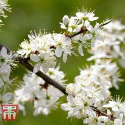 Blackthorn (Hedging) -Garden Supplies Sale BLAC T70282 B