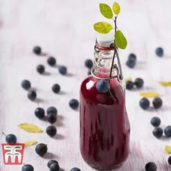 Blackthorn (Hedging) -Garden Supplies Sale BLAC T70282 E