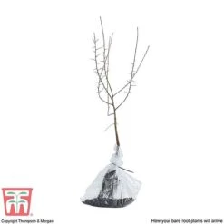 Blackthorn (Hedging) -Garden Supplies Sale BLAC T70282 F