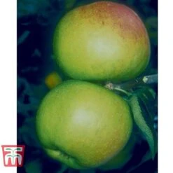 Apple 'Blenheim Orange' -Garden Supplies Sale BLEN 21213 A1