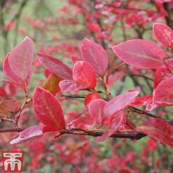 Blueberry Collection -Garden Supplies Sale BLUE AUTUMNFOL B6