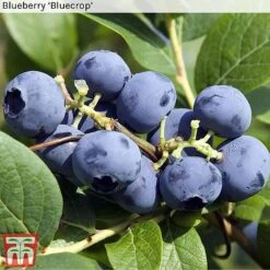Blueberry Collection -Garden Supplies Sale BLUE BLUECROP