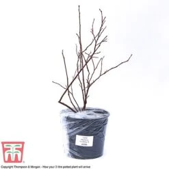 Blueberry 'Earliblue' -Garden Supplies Sale BLUE CWW3178 C