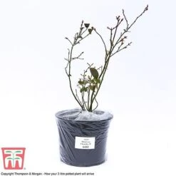 Blueberry 'Chandler' -Garden Supplies Sale BLUE CWW3179 C