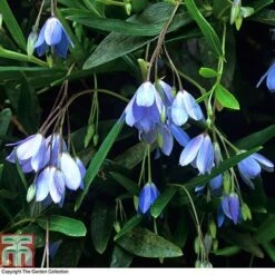 Sollya Heterophylla -Garden Supplies Sale BLUE T10023 A4