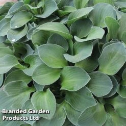 Hosta 'Blue Mouse Ears'