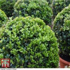 Box Ball -Garden Supplies Sale BOXU 4707 A1