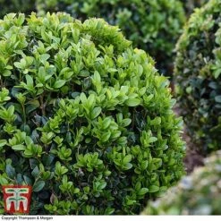 Box Ball -Garden Supplies Sale BOXU 4707 A2