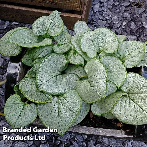 Brunnera Macrophylla 'Looking Glass' 1 Brunnera Macrophylla 'Looking Glass'