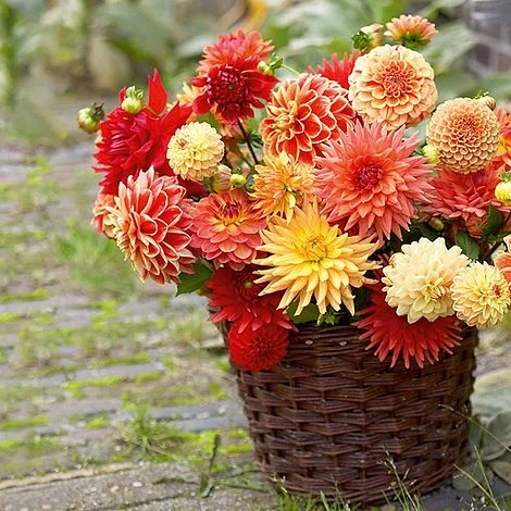 Dahlia 'Orange/Salmon Mix' 1 Dahlia 'Orange/Salmon Mix'