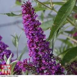 Buddleja 'Butterfly Towers' -Garden Supplies Sale BUDD KA8837 D