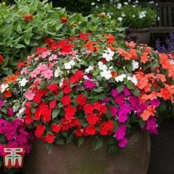 Garden Ready Bedding Collection -Garden Supplies Sale BUSY KB3223 C1