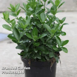 Euonymus Japonicus -Garden Supplies Sale BrandedGP Copyright Image20euonymus4