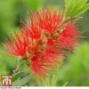 Callistemon 'Masotti Mini Red'
