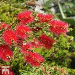 Callistemon 'Masotti Mini Red' -Garden Supplies Sale CALL KB0584 C