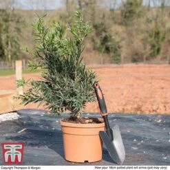 Callistemon 'Masotti Mini Red' -Garden Supplies Sale CALL KB0584 L