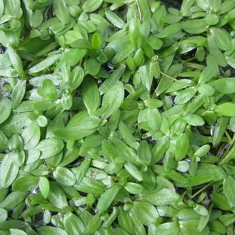 Callitriche Stagnalis (Oxygenating Aquatic) 1 Callitriche Stagnalis (Oxygenating Aquatic)