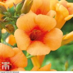 Campsis X Tagliabuana 'Indian Summer' -Garden Supplies Sale CAMP T62546 F