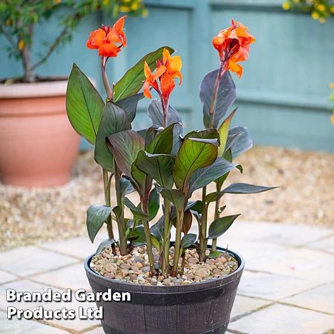 Canna X Generalis 'Cannova Collection' 3 Canna X Generalis 'Cannova Collection' - Image 3