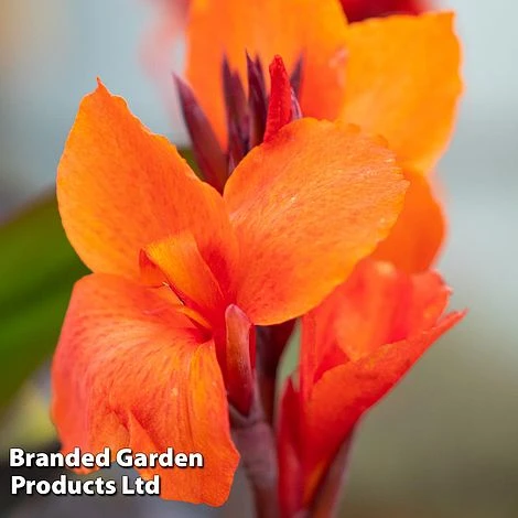 Canna X Generalis 'Cannova Collection' 6 Canna X Generalis 'Cannova Collection' - Image 6